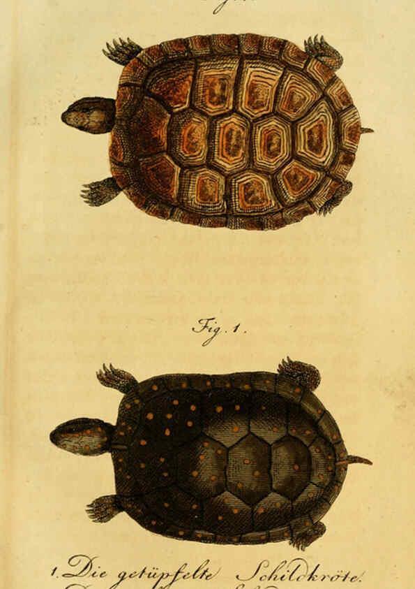 Reproducción/Reproduction 6299302332: Herrn de la Cepede's Naturgeschichte der Amphibien. v.1. Weimar :Verlage des Industrie = Comptoir's,1800-1802