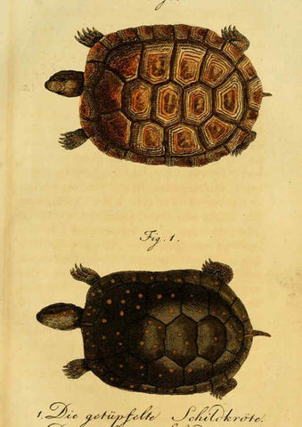 Reproducción/Reproduction 6299302332: Herrn de la Cepede's Naturgeschichte der Amphibien. v.1. Weimar :Verlage des Industrie = Comptoir's,1800-1802