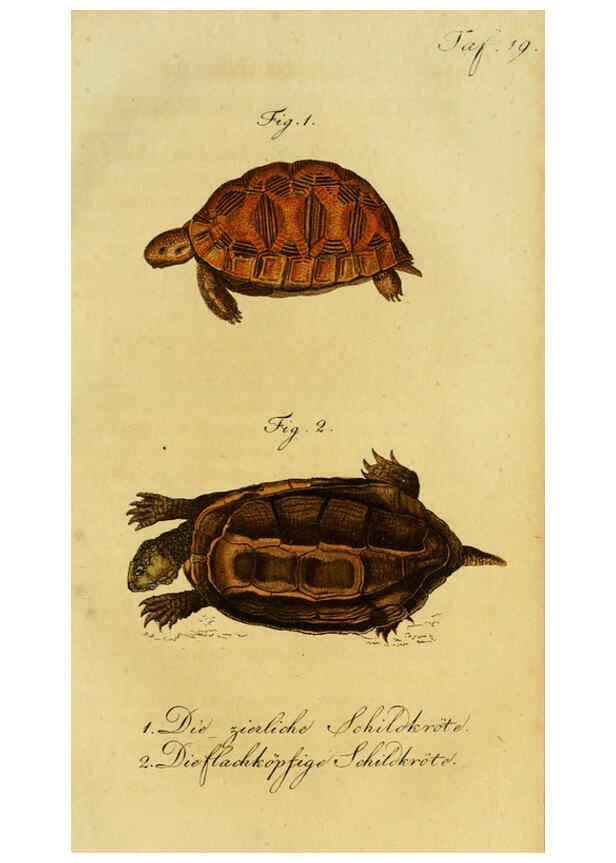 Reproducción/Reproduction 6299302622: Herrn de la Cepede's Naturgeschichte der Amphibien. v.1. Weimar :Verlage des Industrie = Comptoir's,1800-1802