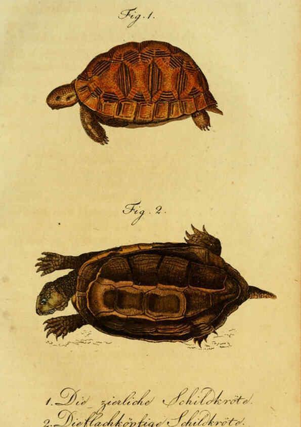 Reproducción/Reproduction 6299302622: Herrn de la Cepede's Naturgeschichte der Amphibien. v.1. Weimar :Verlage des Industrie = Comptoir's,1800-1802