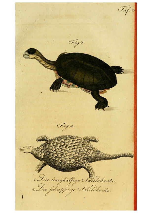 Reproducción/Reproduction 6298770055: Herrn de la Cepede's Naturgeschichte der Amphibien. v.1. Weimar :Verlage des Industrie = Comptoir's,1800-1802
