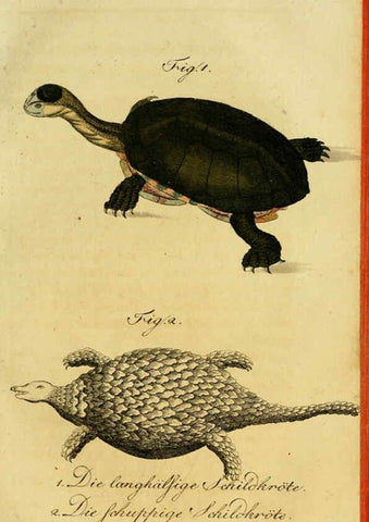 Reproducción/Reproduction 6298770055: Herrn de la Cepede's Naturgeschichte der Amphibien. v.1. Weimar :Verlage des Industrie = Comptoir's,1800-1802
