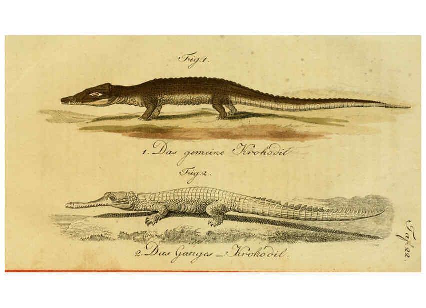Reproducción/Reproduction 6299303402: Herrn de la Cepede's Naturgeschichte der Amphibien. v.1. Weimar :Verlage des Industrie = Comptoir's,1800-1802