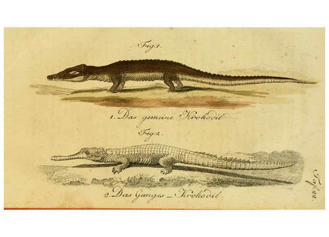Reproducción/Reproduction 6299303402: Herrn de la Cepede's Naturgeschichte der Amphibien. v.1. Weimar :Verlage des Industrie = Comptoir's,1800-1802