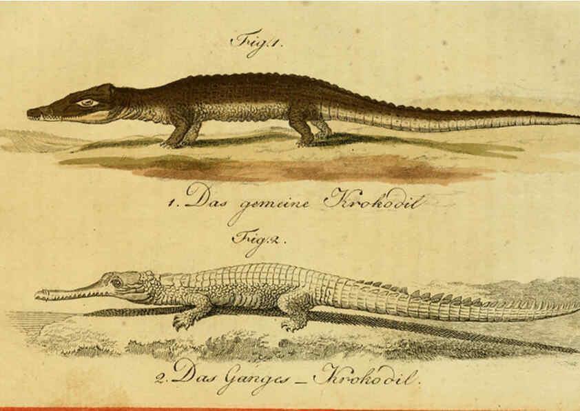 Reproducción/Reproduction 6299303402: Herrn de la Cepede's Naturgeschichte der Amphibien. v.1. Weimar :Verlage des Industrie = Comptoir's,1800-1802