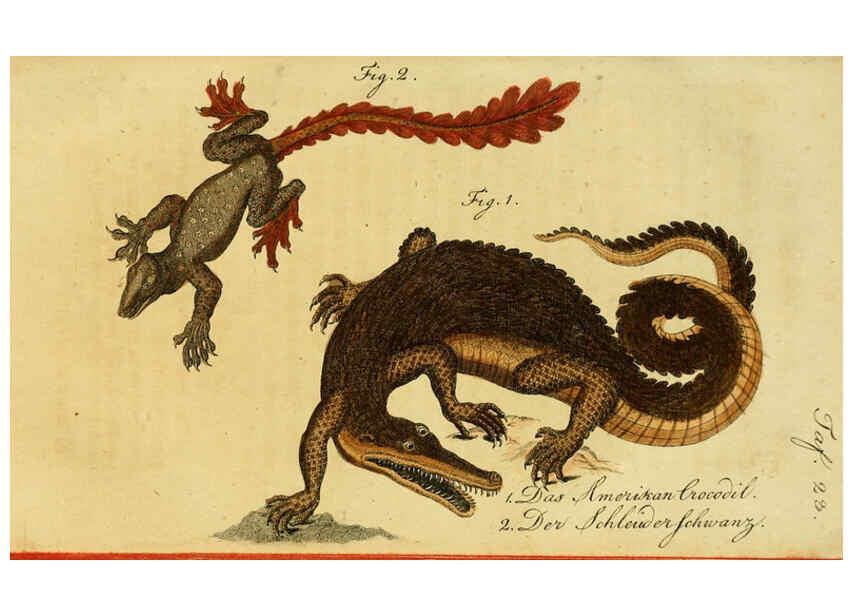 Reproducción/Reproduction 6298771203: Herrn de la Cepede's Naturgeschichte der Amphibien. v.1. Weimar :Verlage des Industrie = Comptoir's,1800-1802