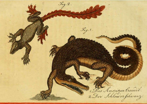Reproducción/Reproduction 6298771203: Herrn de la Cepede's Naturgeschichte der Amphibien. v.1. Weimar :Verlage des Industrie = Comptoir's,1800-1802