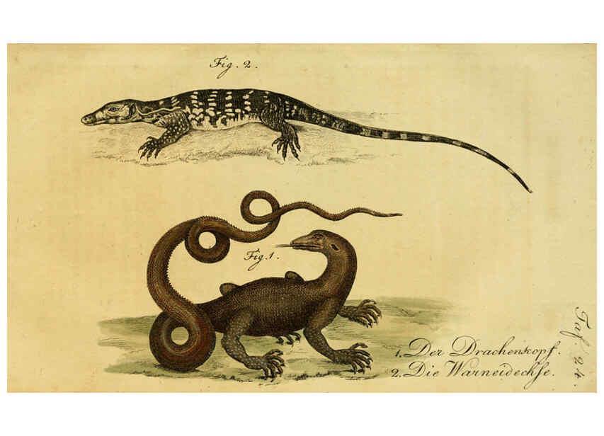 Reproducción/Reproduction 6299304584: Herrn de la Cepede's Naturgeschichte der Amphibien. v.1. Weimar :Verlage des Industrie = Comptoir's,1800-1802