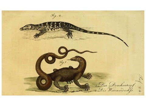 Reproducción/Reproduction 6299304584: Herrn de la Cepede's Naturgeschichte der Amphibien. v.1. Weimar :Verlage des Industrie = Comptoir's,1800-1802