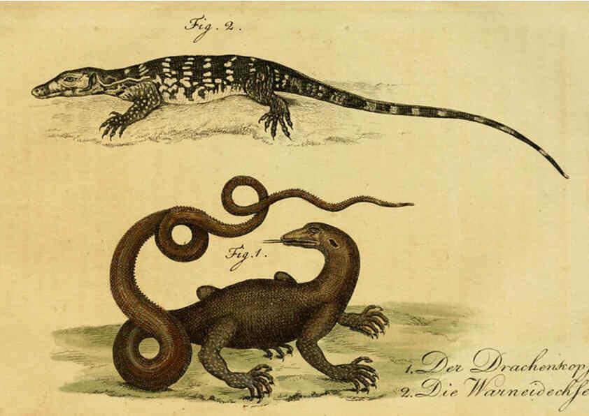 Reproducción/Reproduction 6299304584: Herrn de la Cepede's Naturgeschichte der Amphibien. v.1. Weimar :Verlage des Industrie = Comptoir's,1800-1802