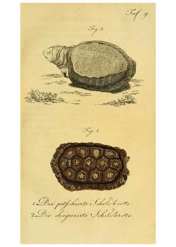 Reproducción/Reproduction 6298765087: Herrn de la Cepede's Naturgeschichte der Amphibien. v.1. Weimar :Verlage des Industrie = Comptoir's,1800-1802