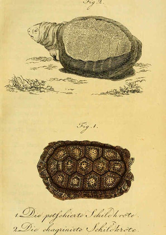 Reproducción/Reproduction 6298765087: Herrn de la Cepede's Naturgeschichte der Amphibien. v.1. Weimar :Verlage des Industrie = Comptoir's,1800-1802