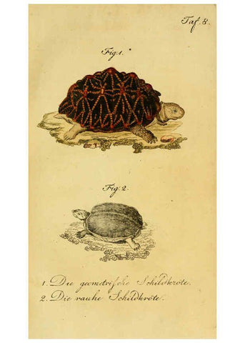 Reproducción/Reproduction 6299297944: Herrn de la Cepede's Naturgeschichte der Amphibien. v.1. Weimar :Verlage des Industrie = Comptoir's,1800-1802