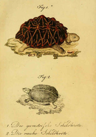 Reproducción/Reproduction 6299297944: Herrn de la Cepede's Naturgeschichte der Amphibien. v.1. Weimar :Verlage des Industrie = Comptoir's,1800-1802