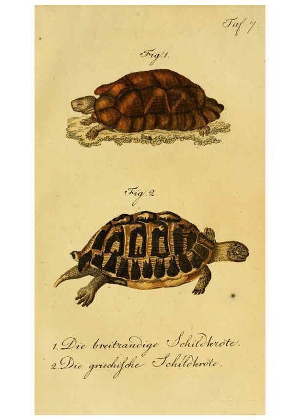 Reproducción/Reproduction 6298764441: Herrn de la Cepede's Naturgeschichte der Amphibien. v.1. Weimar :Verlage des Industrie = Comptoir's,1800-1802
