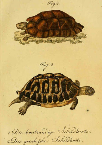 Reproducción/Reproduction 6298764441: Herrn de la Cepede's Naturgeschichte der Amphibien. v.1. Weimar :Verlage des Industrie = Comptoir's,1800-1802