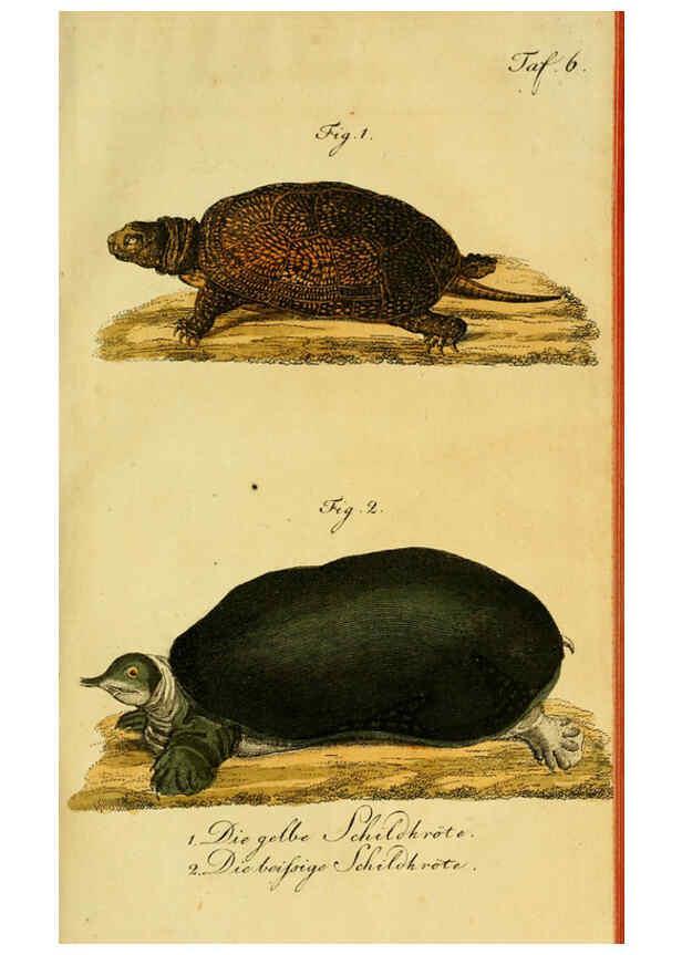 Reproducción/Reproduction 6299297232: Herrn de la Cepede's Naturgeschichte der Amphibien. v.1. Weimar :Verlage des Industrie = Comptoir's,1800-1802