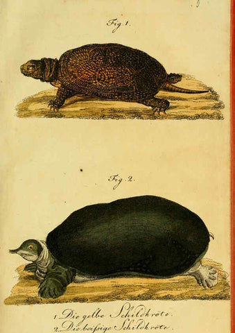 Reproducción/Reproduction 6299297232: Herrn de la Cepede's Naturgeschichte der Amphibien. v.1. Weimar :Verlage des Industrie = Comptoir's,1800-1802