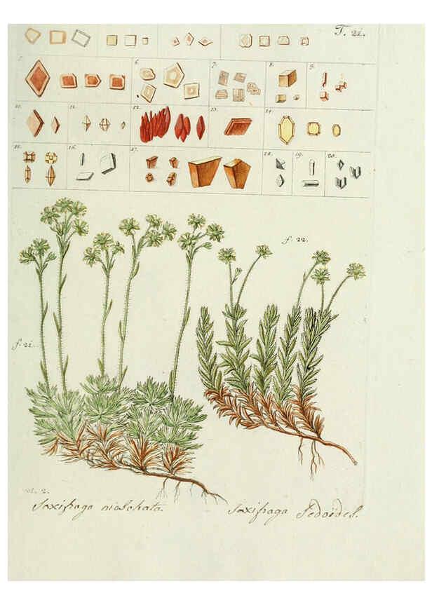 Reproducción/Reproduction 6299208998: Nicolai Josephi Jacquin Miscellanea austriaca ad botanicam, chemiam, et historiam naturalem spectantia, cum figuris partim coloratis VindobonæEx officina Krausiana,1778-1781