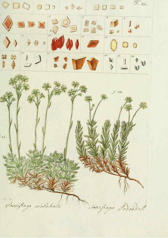 Reproducción/Reproduction 6299208998: Nicolai Josephi Jacquin Miscellanea austriaca ad botanicam, chemiam, et historiam naturalem spectantia, cum figuris partim coloratis VindobonæEx officina Krausiana,1778-1781