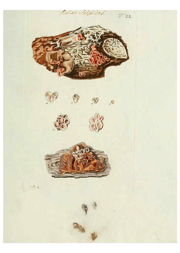 Reproducción/Reproduction 6299209276: Nicolai Josephi Jacquin Miscellanea austriaca ad botanicam, chemiam, et historiam naturalem spectantia, cum figuris partim coloratis VindobonæEx officina Krausiana,1778-1781