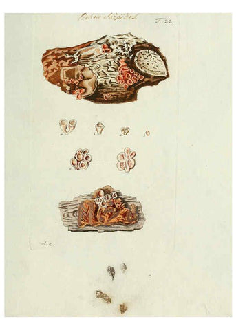 Reproducción/Reproduction 6299209276: Nicolai Josephi Jacquin Miscellanea austriaca ad botanicam, chemiam, et historiam naturalem spectantia, cum figuris partim coloratis VindobonæEx officina Krausiana,1778-1781