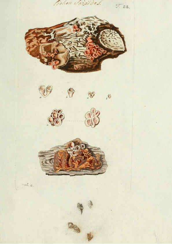 Reproducción/Reproduction 6299209276: Nicolai Josephi Jacquin Miscellanea austriaca ad botanicam, chemiam, et historiam naturalem spectantia, cum figuris partim coloratis VindobonæEx officina Krausiana,1778-1781