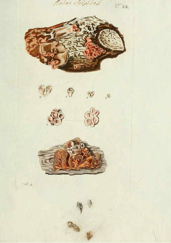 Reproducción/Reproduction 6299209276: Nicolai Josephi Jacquin Miscellanea austriaca ad botanicam, chemiam, et historiam naturalem spectantia, cum figuris partim coloratis VindobonæEx officina Krausiana,1778-1781