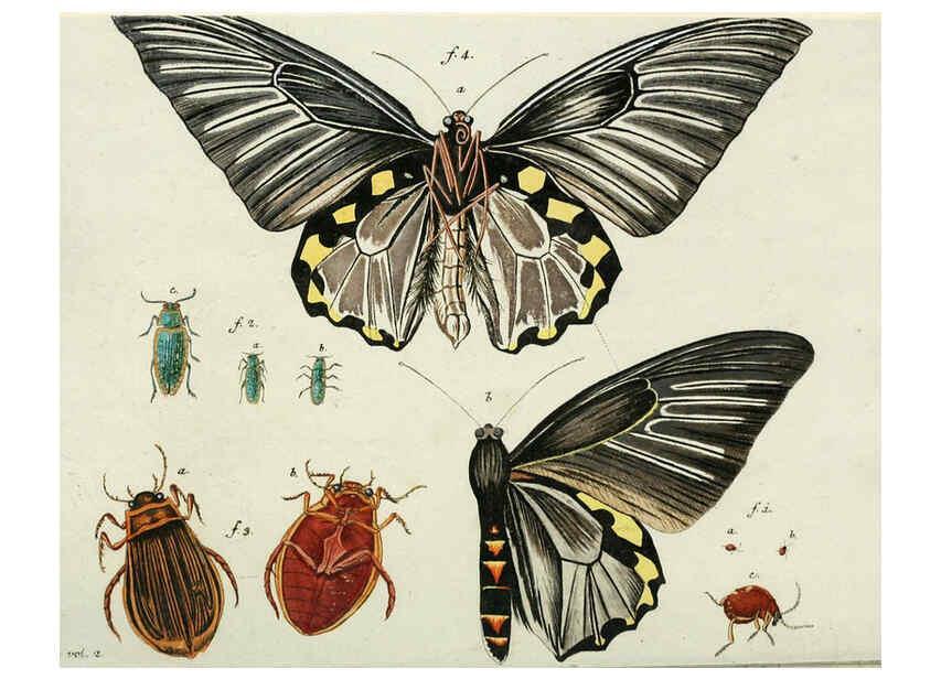 Reproducción/Reproduction 6299209514: Nicolai Josephi Jacquin Miscellanea austriaca ad botanicam, chemiam, et historiam naturalem spectantia, cum figuris partim coloratis VindobonæEx officina Krausiana,1778-1781