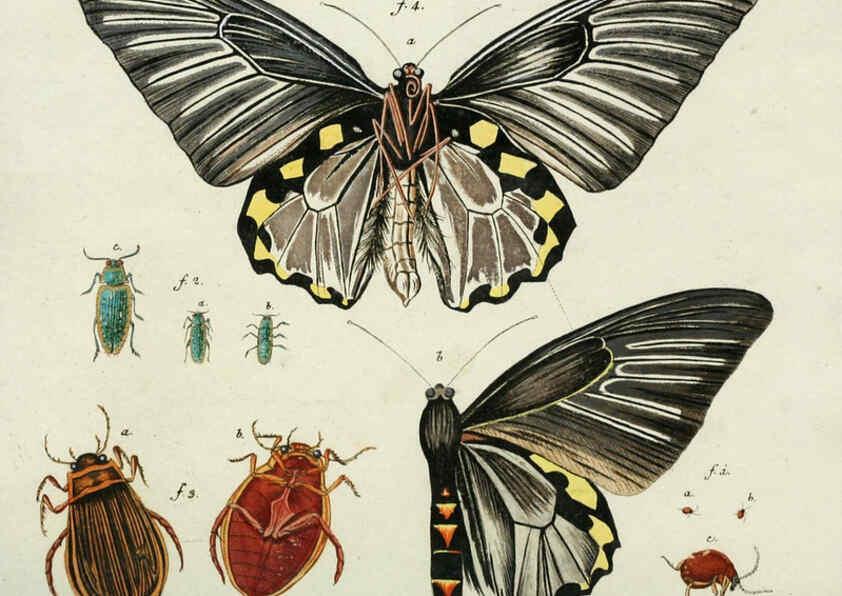 Reproducción/Reproduction 6299209514: Nicolai Josephi Jacquin Miscellanea austriaca ad botanicam, chemiam, et historiam naturalem spectantia, cum figuris partim coloratis VindobonæEx officina Krausiana,1778-1781
