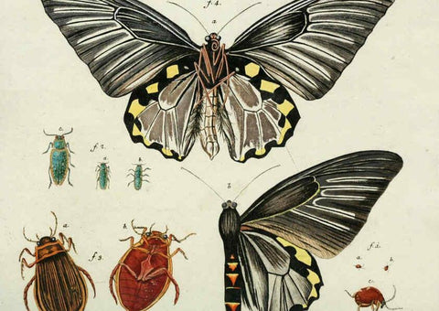 Reproducción/Reproduction 6299209514: Nicolai Josephi Jacquin Miscellanea austriaca ad botanicam, chemiam, et historiam naturalem spectantia, cum figuris partim coloratis VindobonæEx officina Krausiana,1778-1781