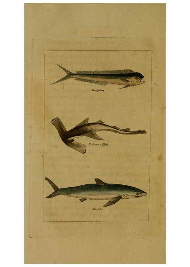 Reproducción/Reproduction 6298706609: Natural history of birds, fish, insects, and reptiles London,Printed for the Proprietor and sold by H. D. Symonds,1808