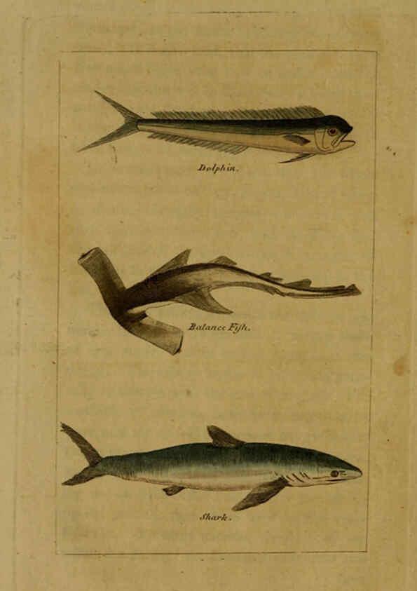 Reproducción/Reproduction 6298706609: Natural history of birds, fish, insects, and reptiles London,Printed for the Proprietor and sold by H. D. Symonds,1808