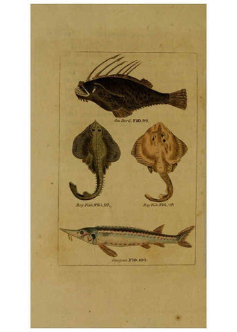 Reproducción/Reproduction 6299240000: Natural history of birds, fish, insects, and reptiles London,Printed for the Proprietor and sold by H. D. Symonds,1808