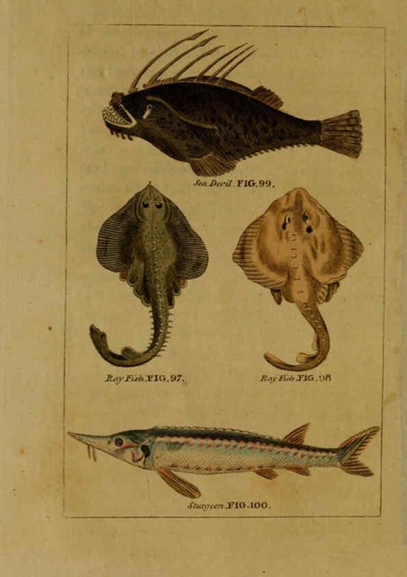 Reproducción/Reproduction 6299240000: Natural history of birds, fish, insects, and reptiles London,Printed for the Proprietor and sold by H. D. Symonds,1808