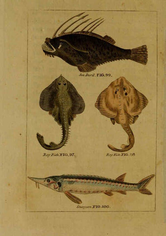 Reproducción/Reproduction 6299240000: Natural history of birds, fish, insects, and reptiles London,Printed for the Proprietor and sold by H. D. Symonds,1808