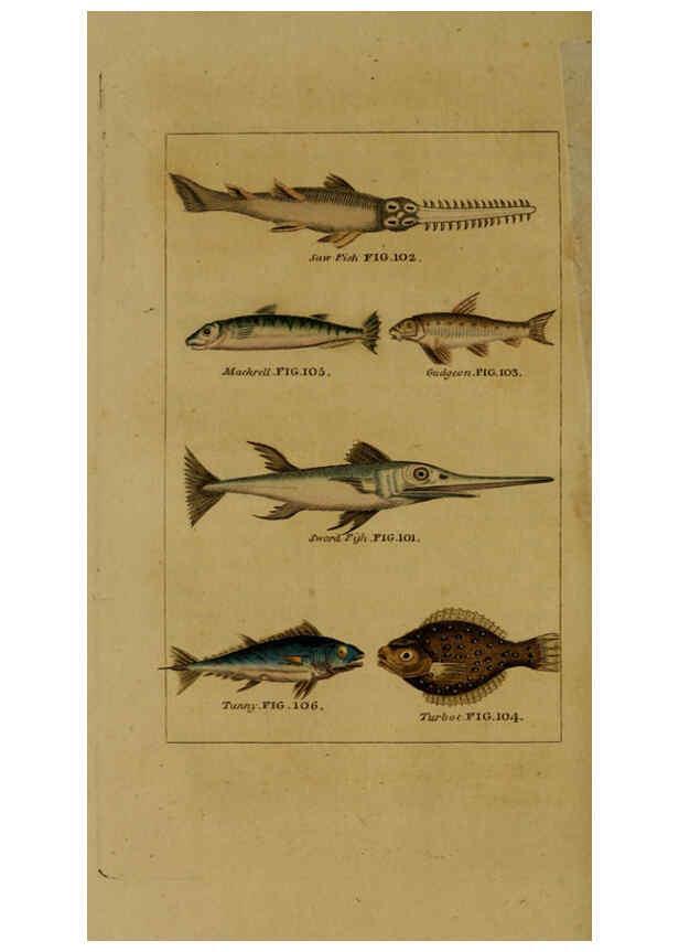 Reproducción/Reproduction 6298707397: Natural history of birds, fish, insects, and reptiles London,Printed for the Proprietor and sold by H. D. Symonds,1808