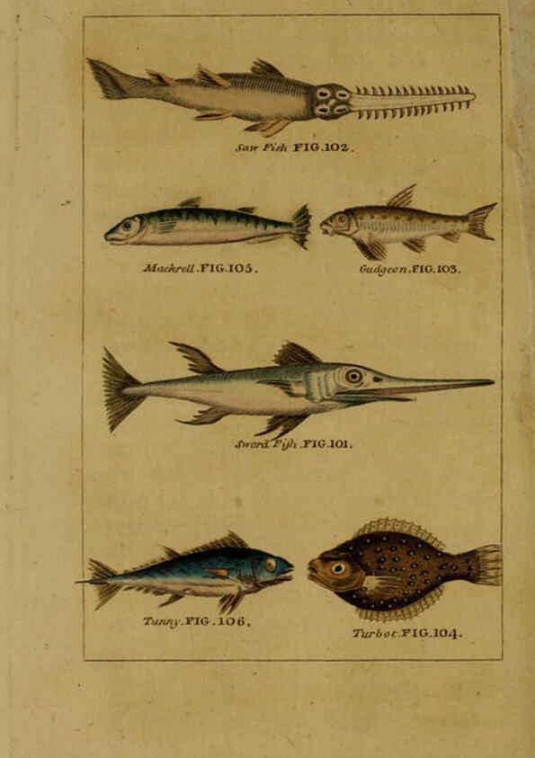 Reproducción/Reproduction 6298707397: Natural history of birds, fish, insects, and reptiles London,Printed for the Proprietor and sold by H. D. Symonds,1808