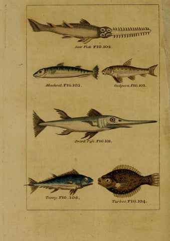 Reproducción/Reproduction 6298707397: Natural history of birds, fish, insects, and reptiles London,Printed for the Proprietor and sold by H. D. Symonds,1808