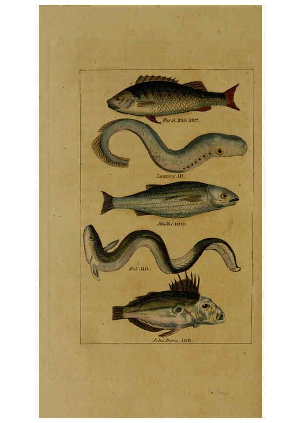 Reproducción/Reproduction 6299240750: Natural history of birds, fish, insects, and reptiles London,Printed for the Proprietor and sold by H. D. Symonds,1808