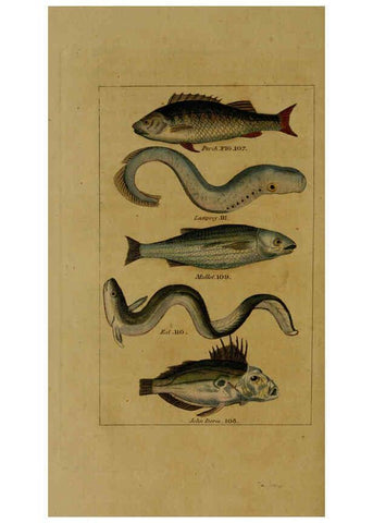 Reproducción/Reproduction 6299240750: Natural history of birds, fish, insects, and reptiles London,Printed for the Proprietor and sold by H. D. Symonds,1808