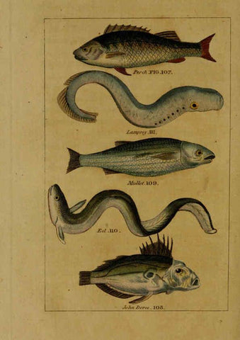 Reproducción/Reproduction 6299240750: Natural history of birds, fish, insects, and reptiles London,Printed for the Proprietor and sold by H. D. Symonds,1808