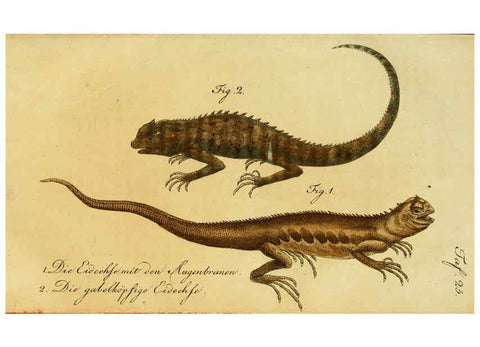 Reproducción/Reproduction 6298771905: Herrn de la Cepede's Naturgeschichte der Amphibien. v.1. Weimar :Verlage des Industrie = Comptoir's,1800-1802