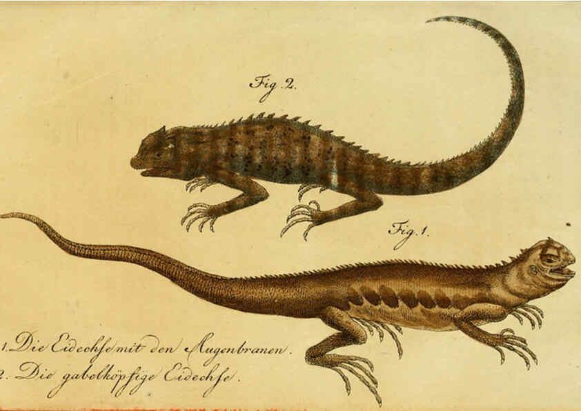 Reproducción/Reproduction 6298771905: Herrn de la Cepede's Naturgeschichte der Amphibien. v.1. Weimar :Verlage des Industrie = Comptoir's,1800-1802