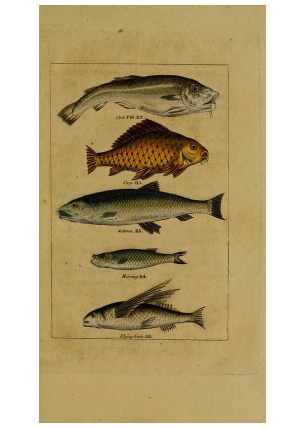 Reproducción/Reproduction 6298708205: Natural history of birds, fish, insects, and reptiles London,Printed for the Proprietor and sold by H. D. Symonds,1808