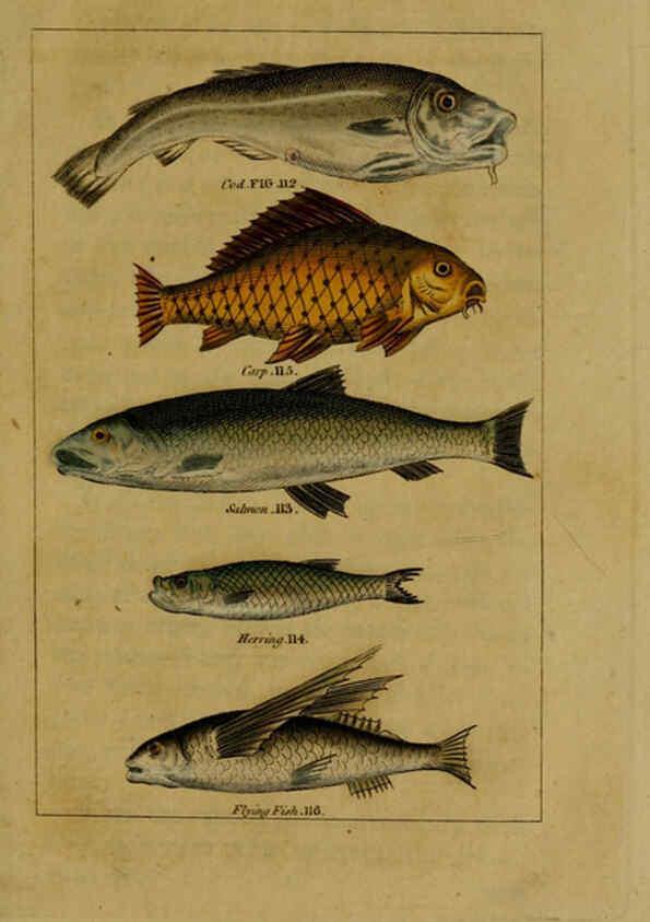 Reproducción/Reproduction 6298708205: Natural history of birds, fish, insects, and reptiles London,Printed for the Proprietor and sold by H. D. Symonds,1808
