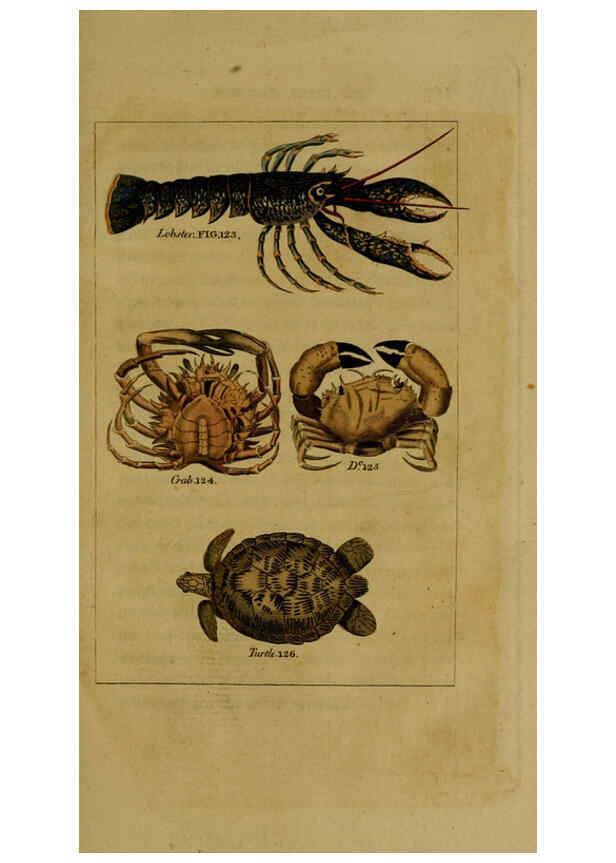 Reproducción/Reproduction 6298708827: Natural history of birds, fish, insects, and reptiles London,Printed for the Proprietor and sold by H. D. Symonds,1808