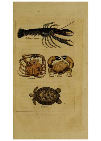 Reproducción/Reproduction 6298708827: Natural history of birds, fish, insects, and reptiles London,Printed for the Proprietor and sold by H. D. Symonds,1808
