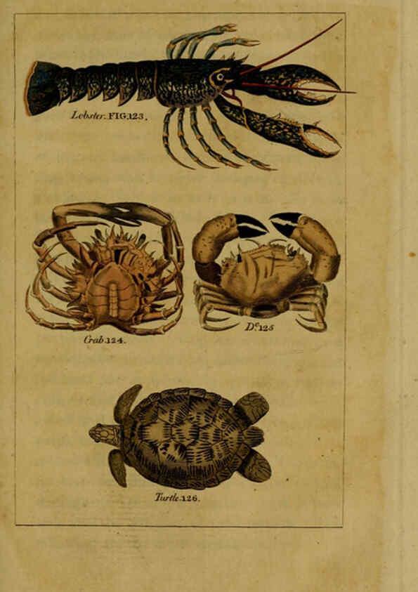 Reproducción/Reproduction 6298708827: Natural history of birds, fish, insects, and reptiles London,Printed for the Proprietor and sold by H. D. Symonds,1808