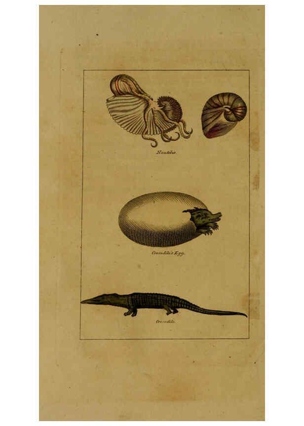 Reproducción/Reproduction 6299243468: Natural history of birds, fish, insects, and reptiles London,Printed for the Proprietor and sold by H. D. Symonds,1808